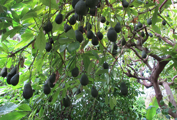 Notre passion pour l'avocat fait des ravages au Mexique