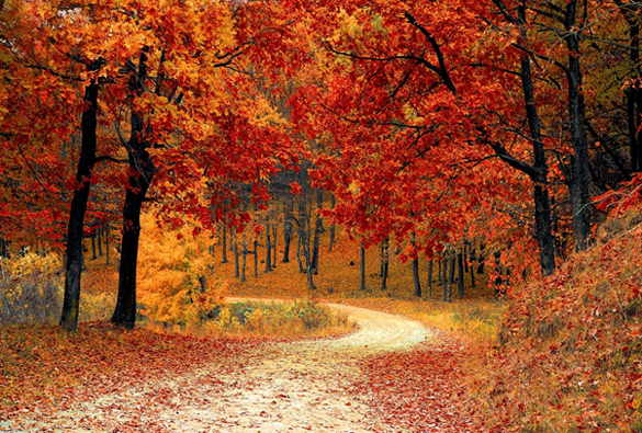 3 événements gourmands à découvrir cet automne